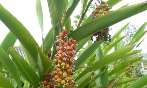 烘干機廠:砂仁種植技術(shù)管理 烘干機廠:砂仁種植技術(shù)管理