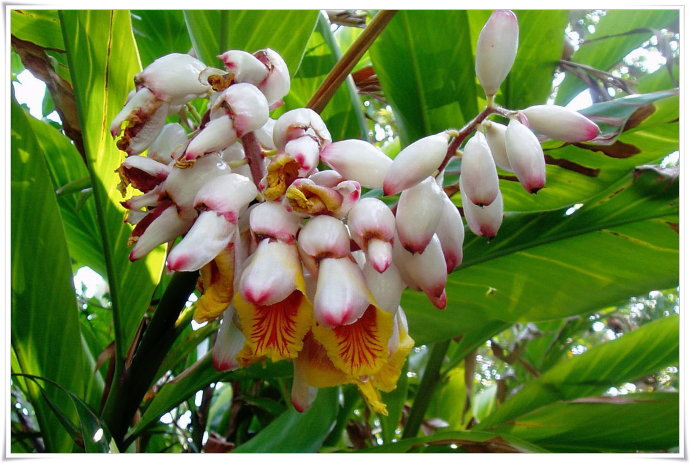 烘干機廠:草豆蔻種植技術(shù)及管理 烘干機廠:草豆蔻種植技術(shù)及管理