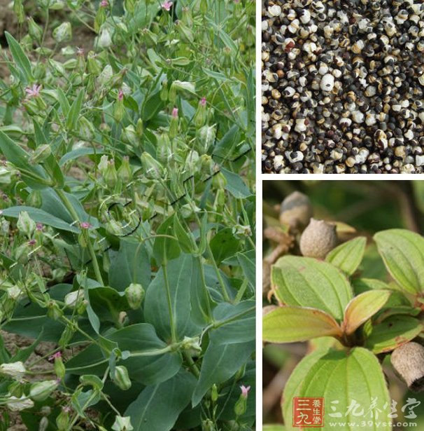 烘干機廠:王不留行種植技術(shù)及管理 烘干機廠:王不留行種植技術(shù)及管理